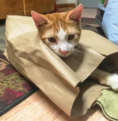 Philip J. Fry (Pippy) or "PIP" 