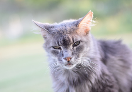 Tuffy