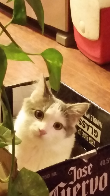 Pickles