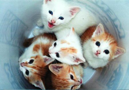 Casper and a bowl of kittens (his brothers & sisters)