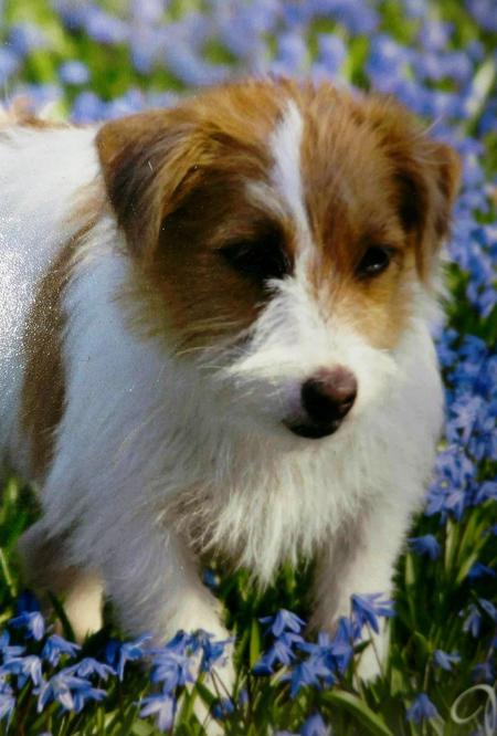 Bailey