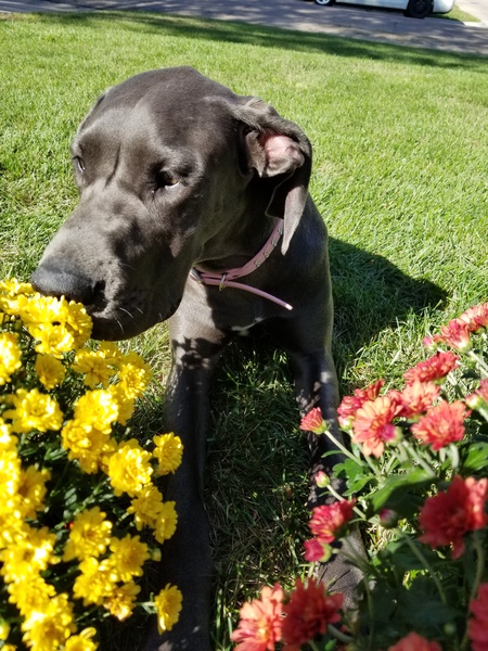 Aggie