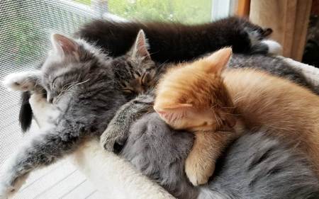 Oliver / Apollo / Pixie / Tuxy