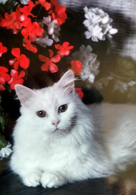 Snowball