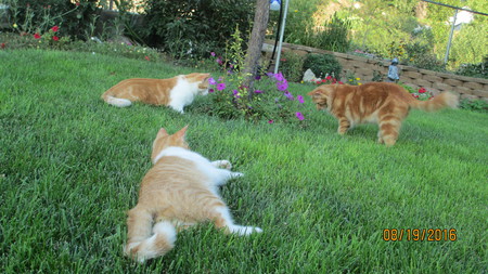 Molly and her boys