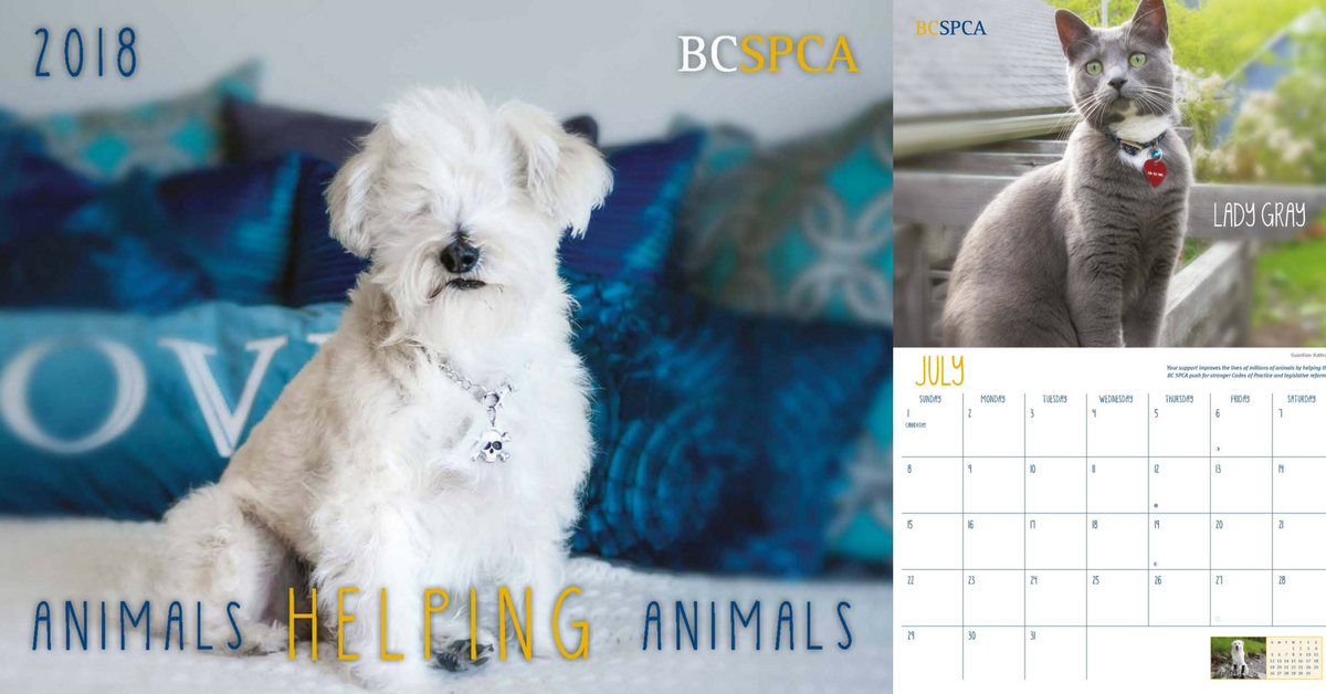 BC SPCA BC SPCA Calendar Contest