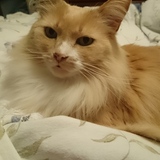 Entry image for Whiskey