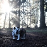 Entry image for Porkchop