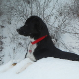 Entry image for Lola