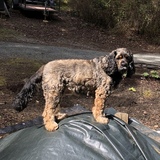 Entry image for Charley