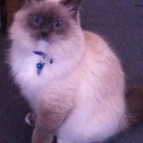 Entry image for Bella