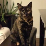 Entry image for Bali The Cat