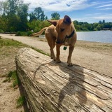 Entry image for Coconut