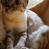 Entry image for Latte