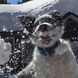 Entry image for Blue Bombay Hagelmeister 