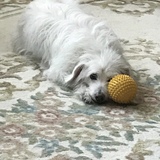 Entry image for Rufus