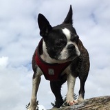 Entry image for Chibi