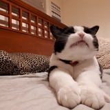 Entry image for Gemini