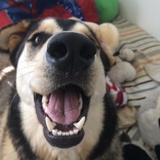 Entry image for Geno