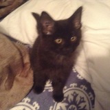 Entry image for bitz