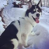 Entry image for Jasper