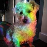 Entry image for Morticia