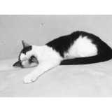 Entry image for Cali