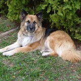 Entry image for Kodiak