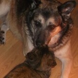 Entry image for Skittles(cat) and Klinger