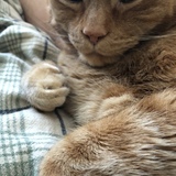 Entry image for Timbit