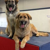 Entry image for Audi and Arlo