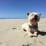 Entry image for Beckham