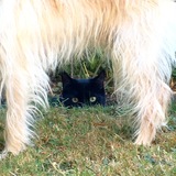 Entry image for Ziggy