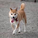 Entry image for Katsuki