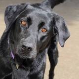 Entry image for Sadie Lady