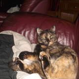 Entry image for Skittles