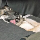 Entry image for Klinger