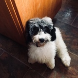 Entry image for Dickson