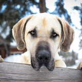 Entry image for Toreto