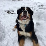 Entry image for Piper