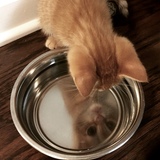 Entry image for Spyder