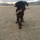 Entry image for Sage