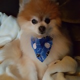 Entry image for Tuco