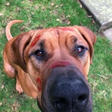 Entry image for Cleo