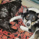 Entry image for Tommy (dog) and Coco (cat)