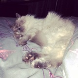 Entry image for Rufus