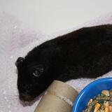 Entry image for Timmy