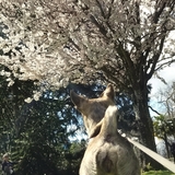 Entry image for Pyper