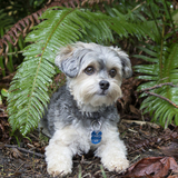 Entry image for Taiko