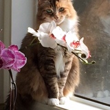 Entry image for Punkie